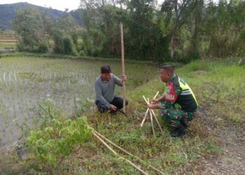Pantau Pertumbuhan Padi, Babinsa Koramil 03/Pegasing Turun Ke Sawah