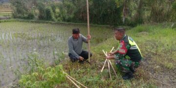 Pantau Pertumbuhan Padi, Babinsa Koramil 03/Pegasing Turun Ke Sawah
