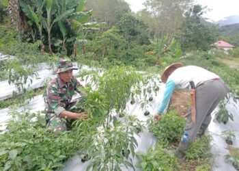 Babinsa Koramil 07/Atu Lintang Winarto Dampingi Warga Merawat Tanaman Cabe