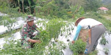 Babinsa Koramil 07/Atu Lintang Winarto Dampingi Warga Merawat Tanaman Cabe