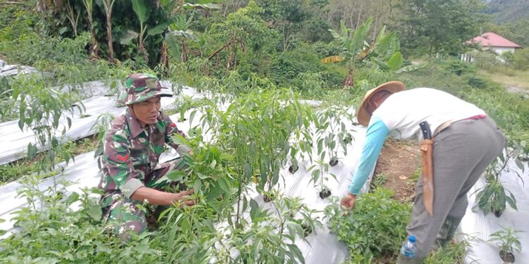 Babinsa Koramil 07/Atu Lintang Winarto Dampingi Warga Merawat Tanaman Cabe