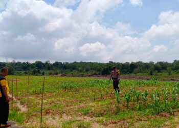 Kanit Binmas Polsek Rambutan Bersama Bhabinkamtibmas Cek Tanaman Jagung