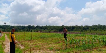 Kanit Binmas Polsek Rambutan Bersama Bhabinkamtibmas Cek Tanaman Jagung