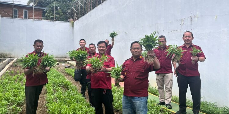 Lapas Blangkejeren Gelar Panen Raya Kangkung, Mendukung Program Ketahanan Pangan