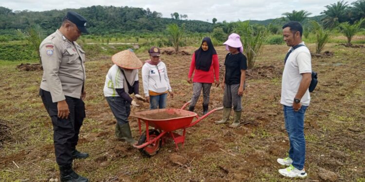 Dukung Asta Cita, Polsek Hulu Kuantan Cek Pengolahan Lahan Tumpang Sari PT Udaya Lohjinawi