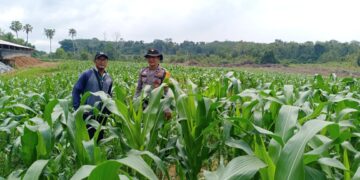 Bhabinkamtibmas Polsek Rambutan Rutin Melaksanakan Pendampingan Perawatan Tanaman Jagung