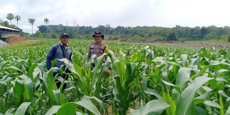 Bhabinkamtibmas Polsek Rambutan Rutin Melaksanakan Pendampingan Perawatan Tanaman Jagung