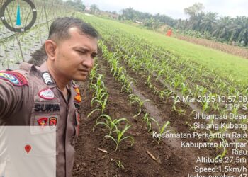 Bhabinkamtibmas Polsek Perhentian Raja Pantau Ketahanan Pangan Di Desa Sialang Kubang!