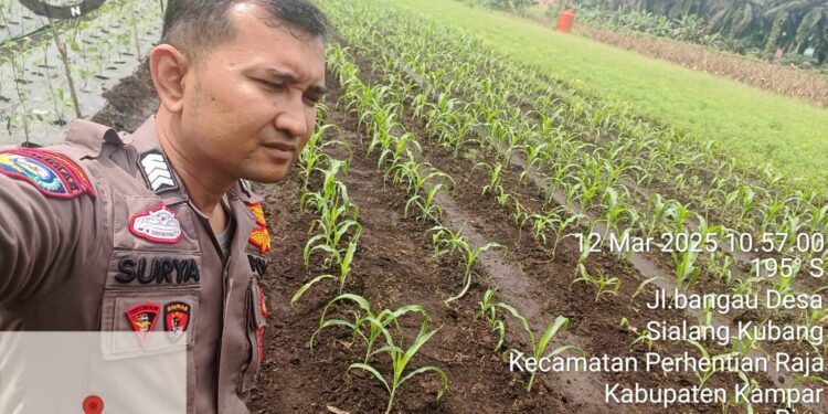 Bhabinkamtibmas Polsek Perhentian Raja Pantau Ketahanan Pangan Di Desa Sialang Kubang!