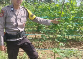 Anggota Polsek Talang Kelapa Tinjau Perawatan Tanaman Sayur Pare Dan Cabai 