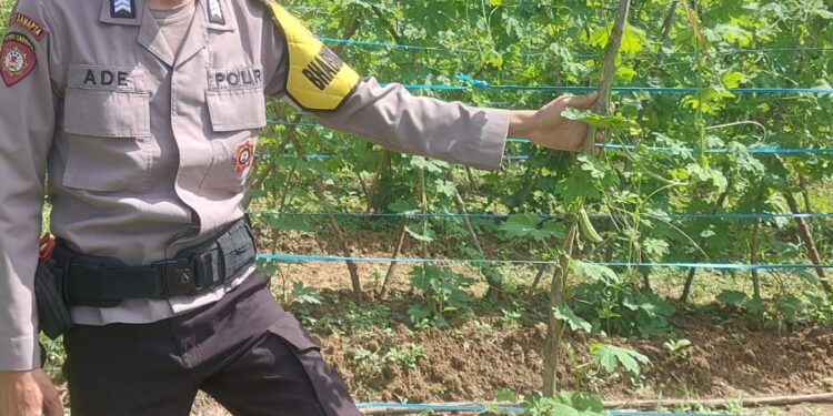 Anggota Polsek Talang Kelapa Tinjau Perawatan Tanaman Sayur Pare Dan Cabai