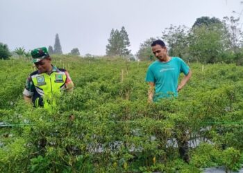 Agar Hasil Memuaskan, Babinsa Koramil 03/Pegasing Dampingi Petani Merawat Cabai