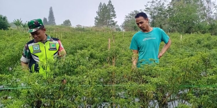 Agar Hasil Memuaskan, Babinsa Koramil 03/Pegasing Dampingi Petani Merawat Cabai