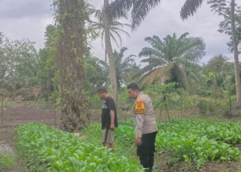 Dukung Ketahanan Pangan, Aipda Anjodhi Ibrahim Rawat Tanaman Sawi