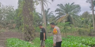 Dukung Ketahanan Pangan, Aipda Anjodhi Ibrahim Rawat Tanaman Sawi