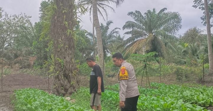 Dukung Ketahanan Pangan, Aipda Anjodhi Ibrahim Rawat Tanaman Sawi