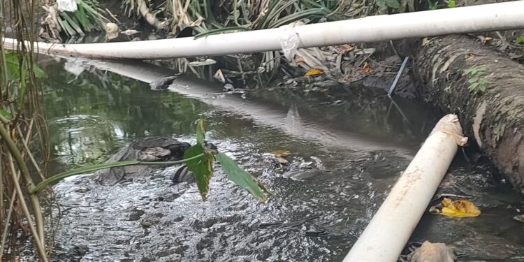 Pemerintah Kota Harus Tegas Terkait Limbah PT. Global Sawit Semesta Mencemari Lingkungan Lokasi Setempat