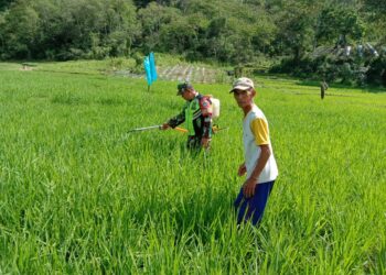 Babinsa Koramil 03/Pegasing Bantu Warga Semprot Hama Tanaman Padi