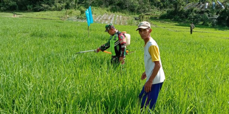 Babinsa Koramil 03/Pegasing Bantu Warga Semprot Hama Tanaman Padi