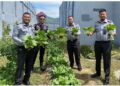 Pemanenan Tahap Ke-4 Hasil Dari Program Ketahanan Pangan WBP Rutan Takengon