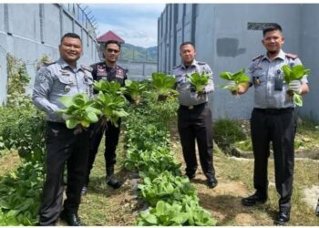 Pemanenan Tahap Ke-4 Hasil Dari Program Ketahanan Pangan WBP Rutan Takengon