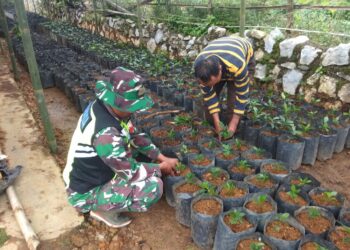 Aksi Nyata Babinsa Koramil 06/Jagung Bantu Petani Tanam Bibit Kopi Di Polybag