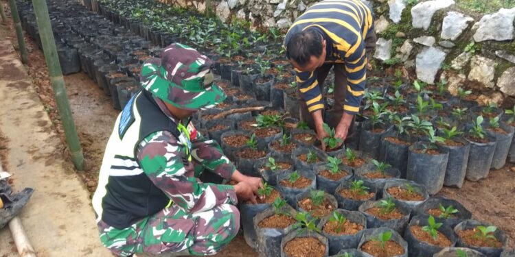 Aksi Nyata Babinsa Koramil 06/Jagung Bantu Petani Tanam Bibit Kopi Di Polybag