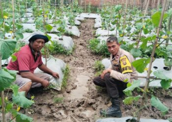 Diharapkan Budidaya Melon Menjadi Solusi Yang Tepat Untuk Meningkatkan Ketahanan Pangan 