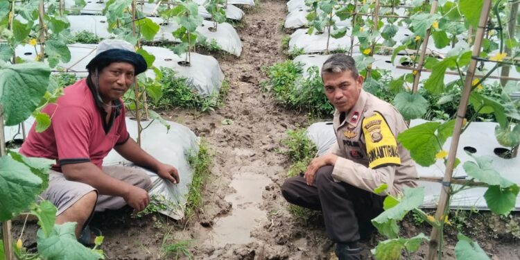 Diharapkan Budidaya Melon Menjadi Solusi Yang Tepat Untuk Meningkatkan Ketahanan Pangan 