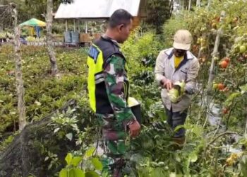 Dukung Perekonomian Warga, Babinsa Bersama Petani Panen Tanaman Sayur Kol