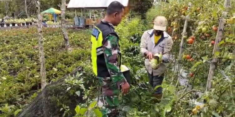 Dukung Perekonomian Warga, Babinsa Bersama Petani Panen Tanaman Sayur Kol