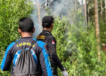 Ribuan Batang Ganja Dimusnahkan Bea Cukai Lhokseumawe Bersama Tim Gabungan 