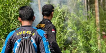 Ribuan Batang Ganja Dimusnahkan Bea Cukai Lhokseumawe Bersama Tim Gabungan 