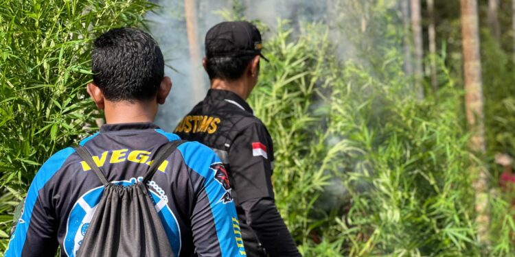 Ribuan Batang Ganja Dimusnahkan Bea Cukai Lhokseumawe Bersama Tim Gabungan