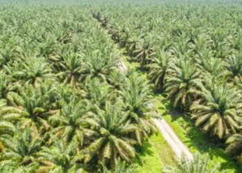 Investor Buka Perkebunan Kelapa Sawit Di Subulussalam Luas : PAD Besar, Tapi Masalah Banyak