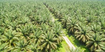 Investor Buka Perkebunan Kelapa Sawit Di Subulussalam Luas : PAD Besar, Tapi Masalah Banyak