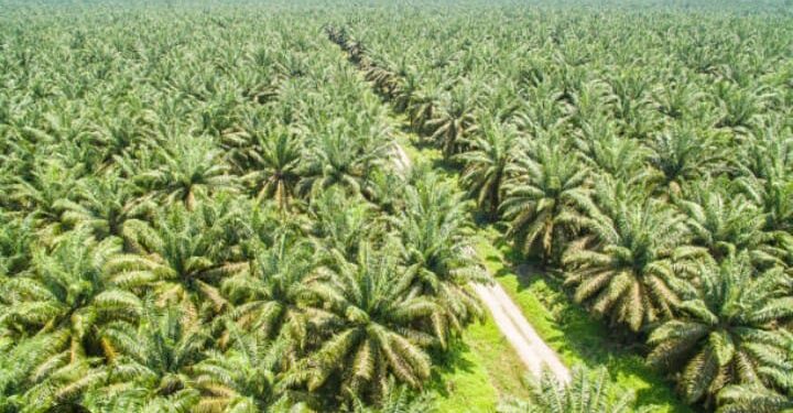 Investor Buka Perkebunan Kelapa Sawit Di Subulussalam Luas : PAD Besar, Tapi Masalah Banyak