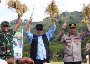 Bupati Haili Yoga Panen Raya Padi Serentak 14 Provinsi Secara Virtual Bersama Presiden Prabowo
