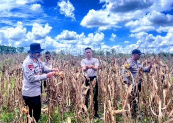 Tingkatkan Ketahanan Pangan, Brimob Kompi 2 Bersama Kelompok Tani Benteng Anyer Panen Perdana Jagung 3 Ton