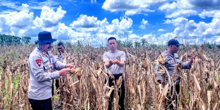 Tingkatkan Ketahanan Pangan, Brimob Kompi 2 Bersama Kelompok Tani Benteng Anyer Panen Perdana Jagung 3 Ton