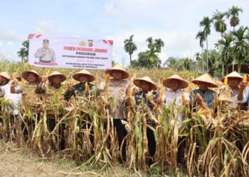 Kapolres Aceh Barat Panen Jagung Perdana Di Lahan Ketahanan Pangan