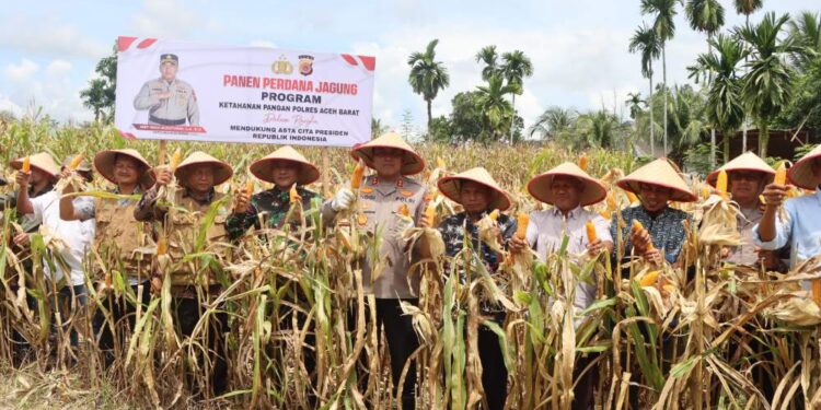 Kapolres Aceh Barat Panen Jagung Perdana Di Lahan Ketahanan Pangan