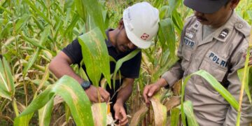 Polsek Pangkalan Balai Tinjau Tanaman Jagung Program 2 PT SMS Di Desa Pangkalan Panji