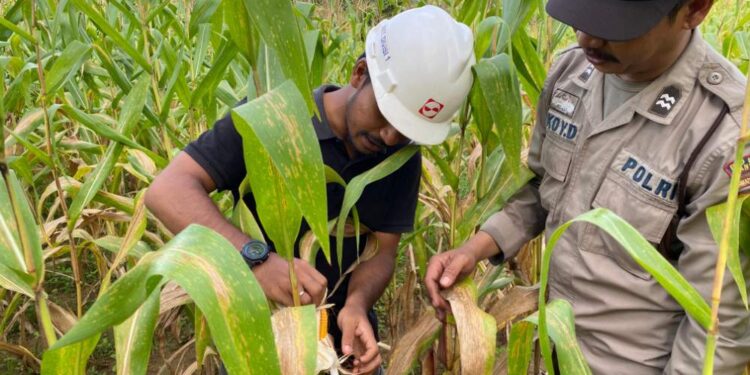 Polsek Pangkalan Balai Tinjau Tanaman Jagung Program 2 PT SMS Di Desa Pangkalan Panji