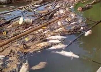 PKS MSB II Namu Buaya Berulah Lagi, Diduga Buang Limbah Sembarangan Sebabkan Ikan Di Sungai Lae Batu-Batu Mati
