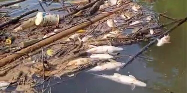 PKS MSB II Namu Buaya Berulah Lagi, Diduga Buang Limbah Sembarangan Sebabkan Ikan Di Sungai Lae Batu-Batu Mati