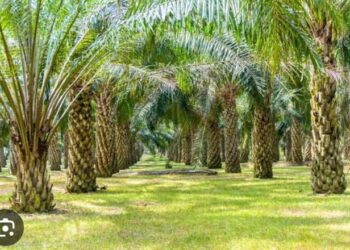 Siapa Yang Salah? Masalah HGU Dan Legalitas Perkebunan Sawit Di Subulussalam Yang Tak Jelas