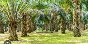 Siapa Yang Salah? Masalah HGU Dan Legalitas Perkebunan Sawit Di Subulussalam Yang Tak Jelas