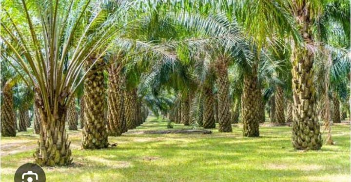 Siapa Yang Salah? Masalah HGU Dan Legalitas Perkebunan Sawit Di Subulussalam Yang Tak Jelas