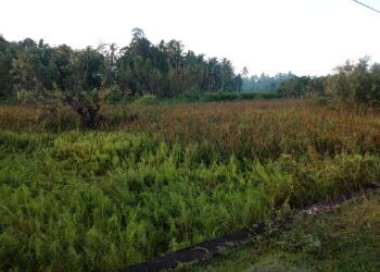 Lahan Tidur Di Samatiga Aceh Barat Akan Diupayakan Menjadi Persawahan Baru